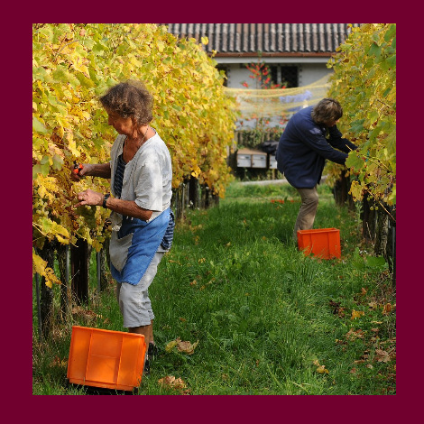 marolf_weinbau_UEBERUNS_INFRASTUKTUR_10