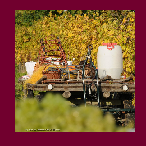 marolf_weinbau_UEBERUNS_INFRASTUKTUR_11