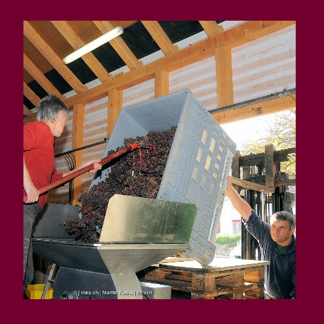 marolf_weinbau_UEBERUNS_INFRASTUKTUR_14