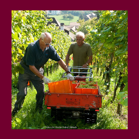 marolf_weinbau_UEBERUNS_INFRASTUKTUR_16