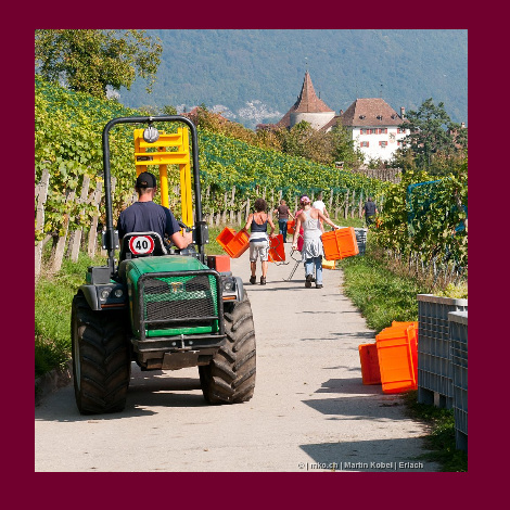 marolf_weinbau_UEBERUNS_INFRASTUKTUR_17