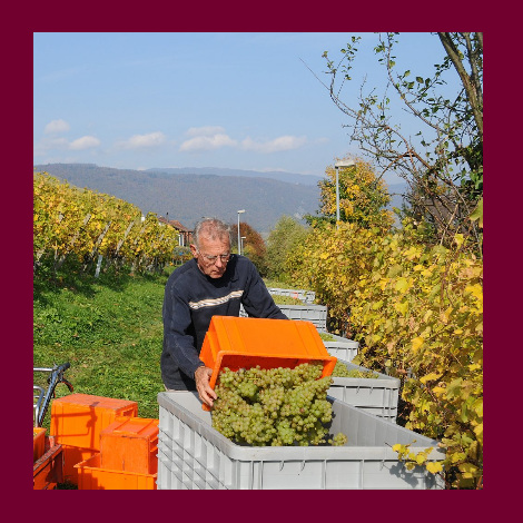 marolf_weinbau_UEBERUNS_INFRASTUKTUR_9