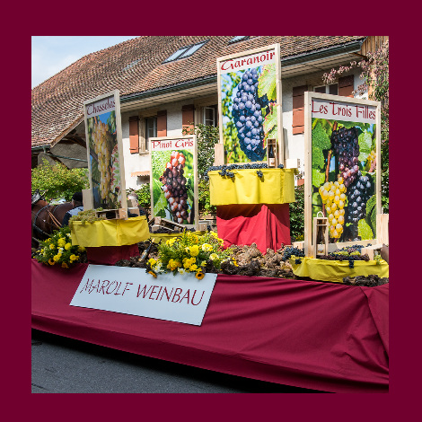 marolf_weinbau_laeset_sunntig_03