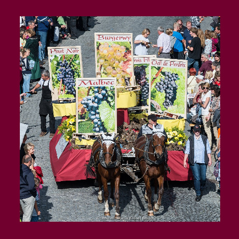 marolf_weinbau_laeset_sunntig_06
